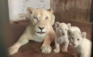 Mali, slatki, ali opasni: Nakon 20 godina rođena tri mladunca bijelog lava